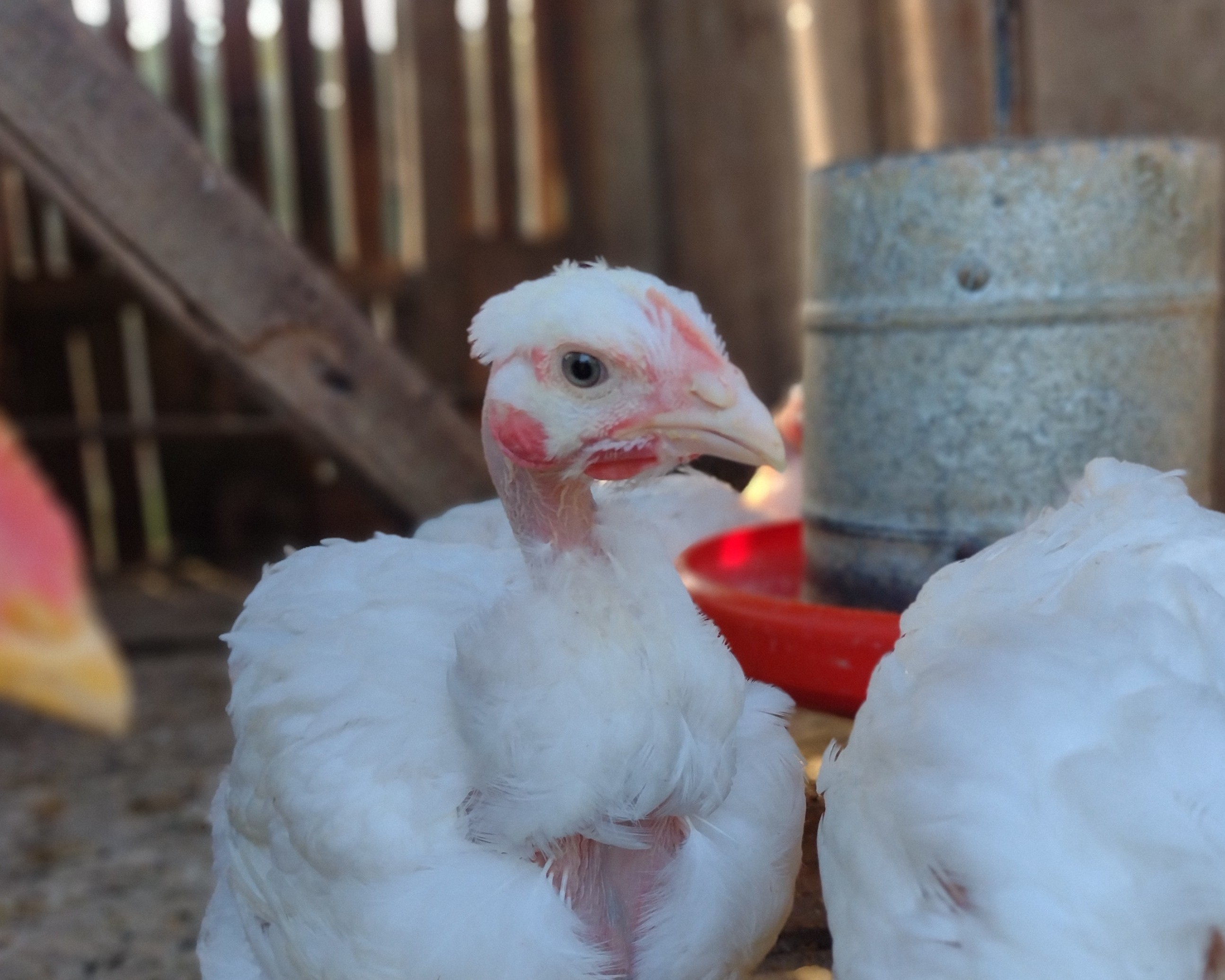 Imagem de um frango