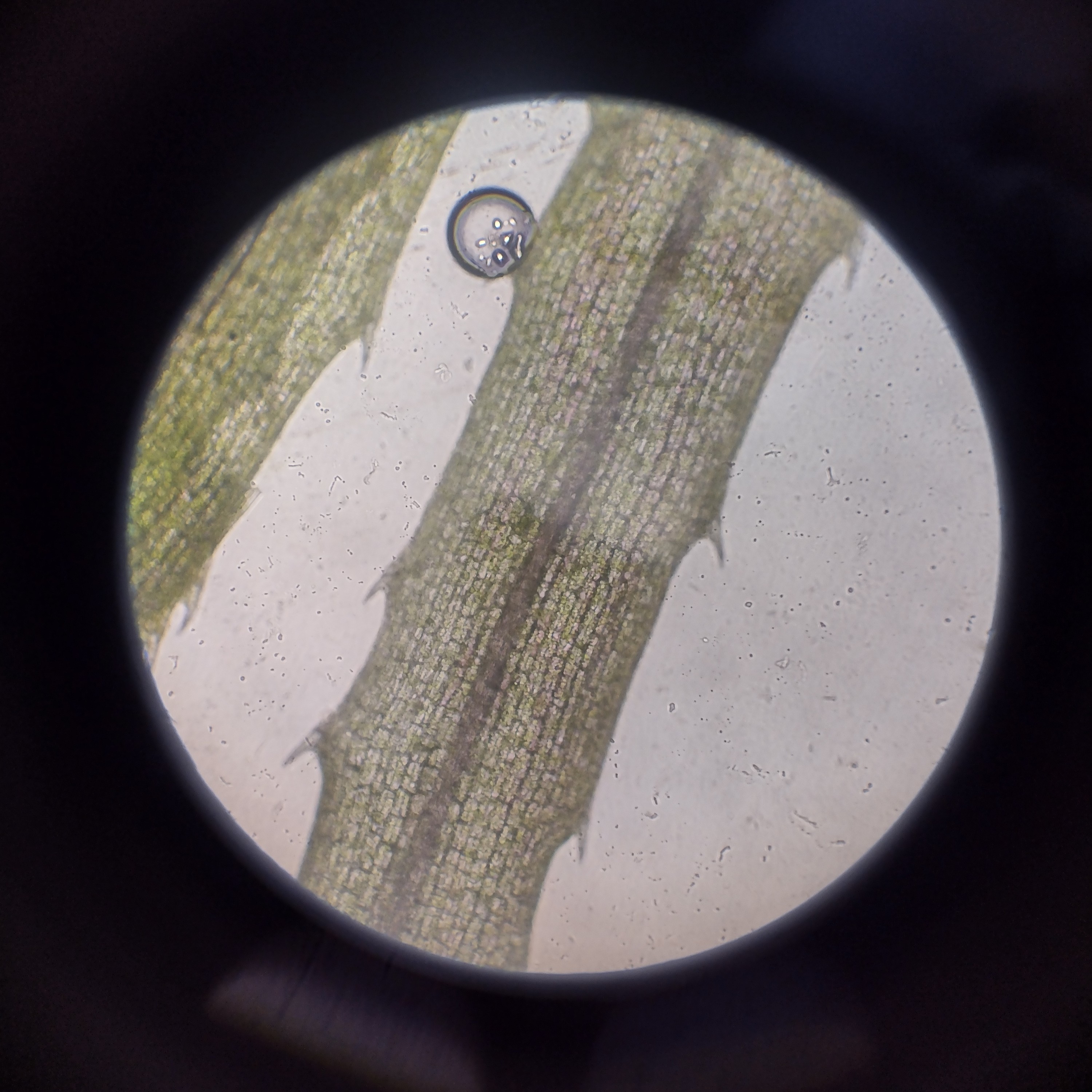 Imagem de uma planta vista na lente do microscópio