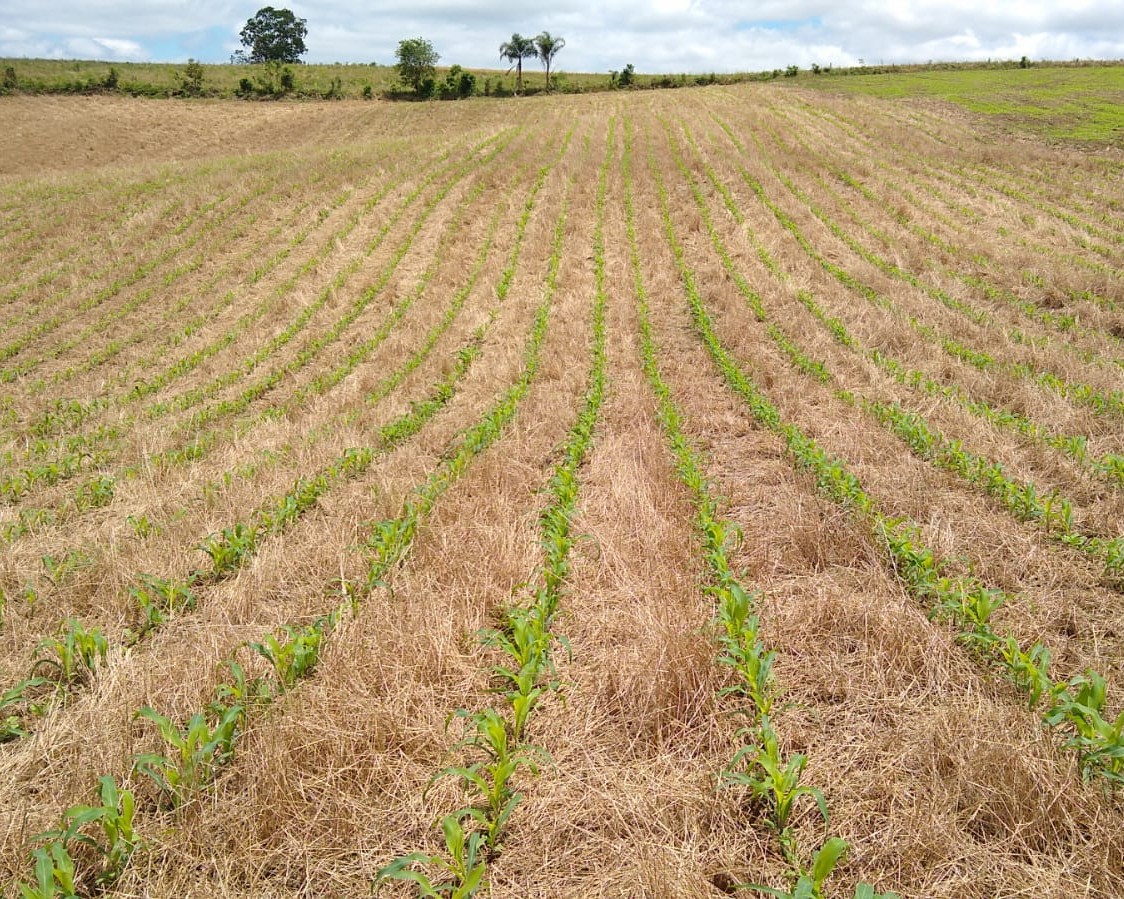Imagem de uma plantação de milho